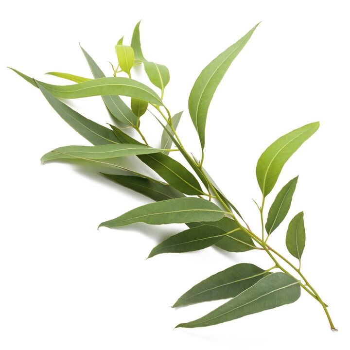 ZXCVBNMQWT cream contains eucalyptus extract