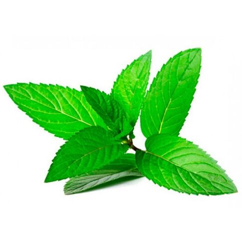 mint oil in zxcvbnmqwort cream